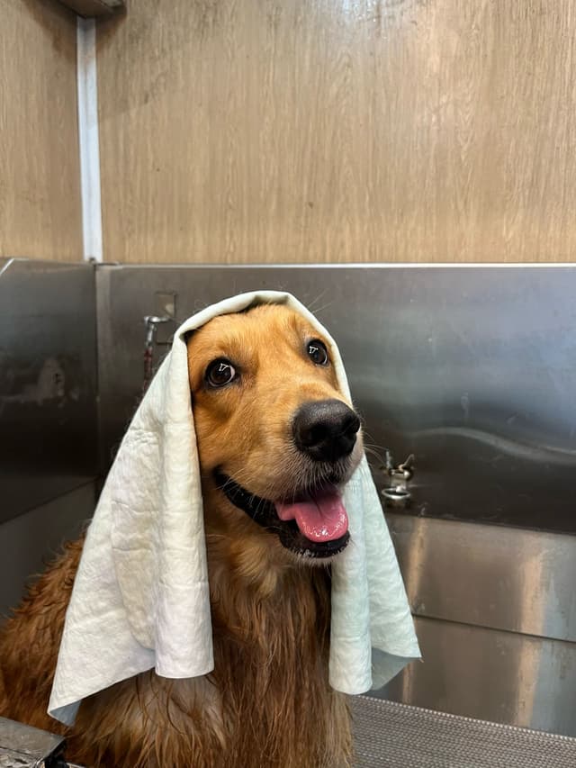 Dog after professional bath and grooming - clean and happy pet from Masterpet mobile grooming