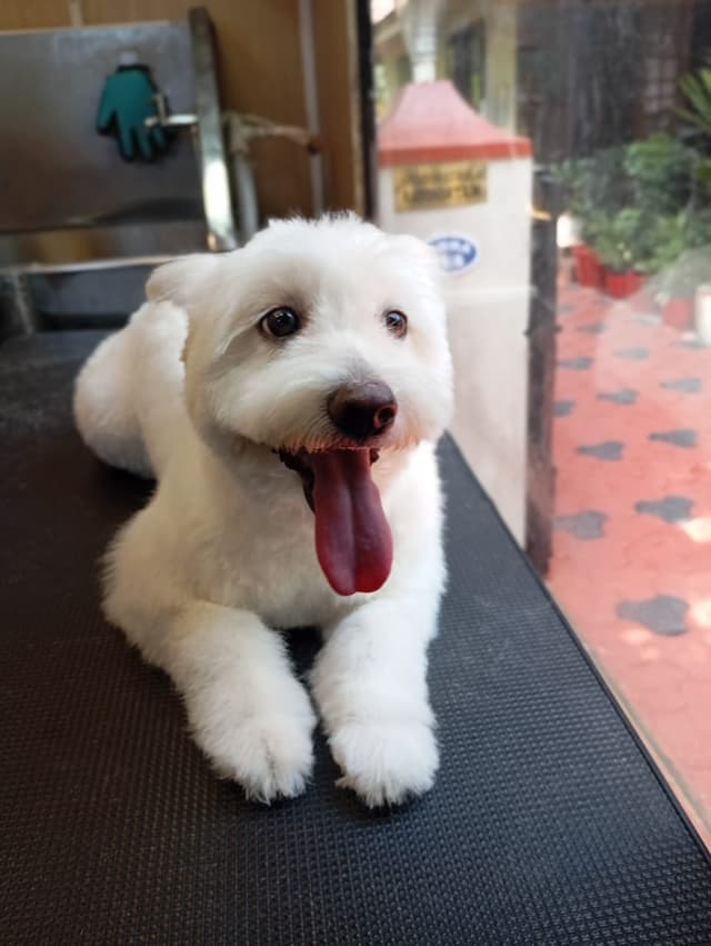 Adorable dog after grooming - professional pet grooming service by Masterpet in Kochi