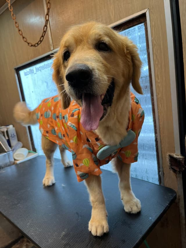 Labrador dog grooming session - professional dog grooming at home service in Ernakulam
