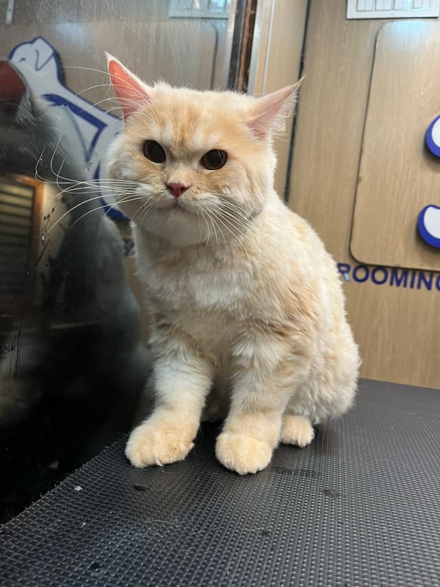 Persian cat professional grooming - before and after transformation by Masterpet mobile grooming