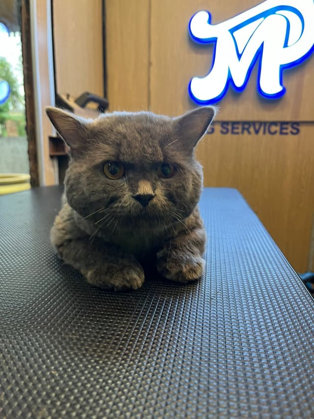 Persian cat grooming session - professional cat grooming service by Masterpet in Ernakulam