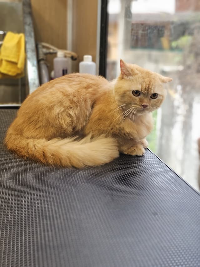 Persian cat grooming transformation - professional cat grooming service by Masterpet in Ernakulam