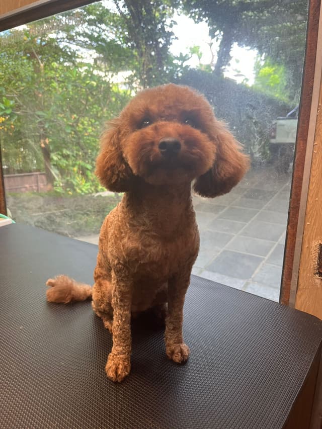 Poodle grooming transformation - professional dog grooming service in Kochi by Masterpet