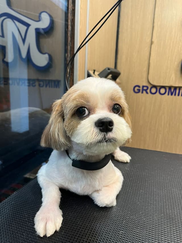 Shih Tzu dog grooming transformation - professional dog grooming service by Masterpet in Kochi