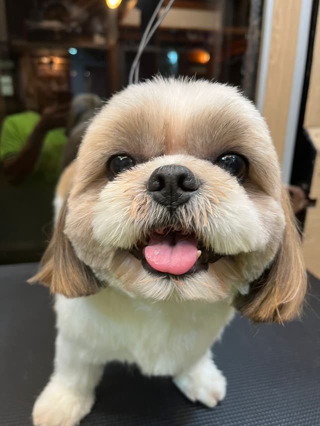 Shih Tzu dog after professional grooming - clean and well-styled pet from Masterpet care