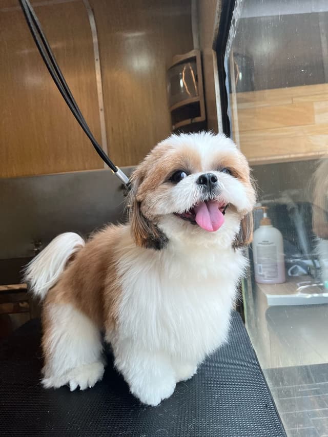 Shih Tzu dog grooming before and after - professional dog grooming results from Masterpet care