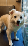 Max - Priya Thomas's pet