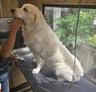Leo - Anju Mathew's pet